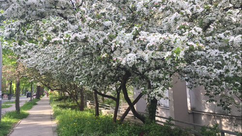 Uni-Weg, Dahlem-Dorf