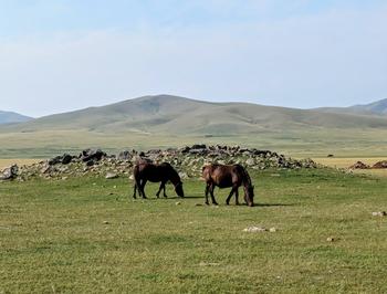 Modern horses grazing in front of a khirgisuur burial mound in central Mongolia